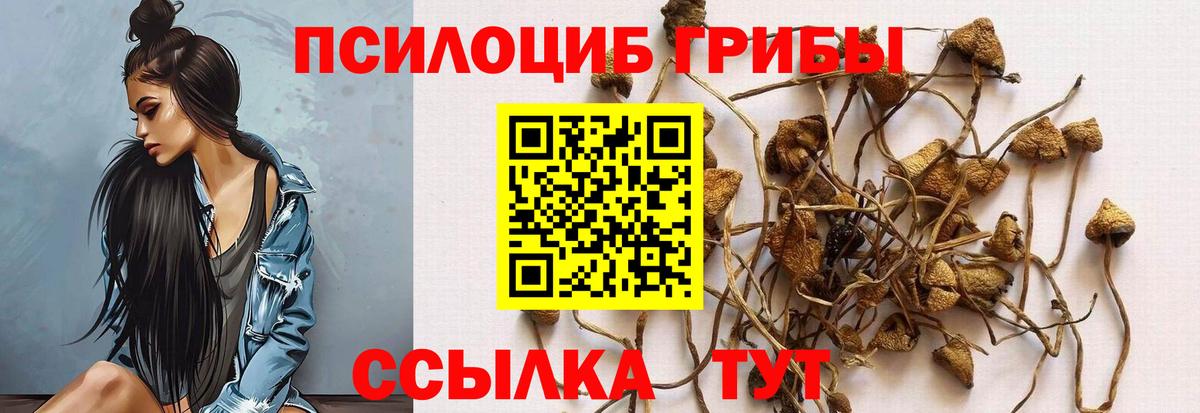Протвино  Псилоцибиновые грибы Psilocybe  Вход с VPN 